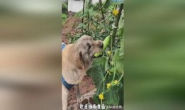 吃瓜小狗小说全文阅读免费,揭秘娱乐圈背后的秘密