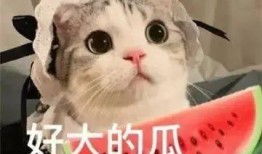 网红吃瓜杂货铺,揭秘娱乐圈幕后故事