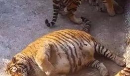 老虎爆料十三哥视频播放