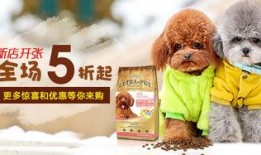 钻石宠物最新爆料下载,揭秘神秘新品，引领宠物市场新潮流