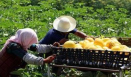 甘肃免费吃瓜,免费瓜果盛宴，共享清凉夏日时光