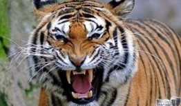 老虎爆料十三哥视频播放