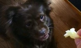 吃瓜小狗小说全文阅读免费,揭秘娱乐圈背后的秘密