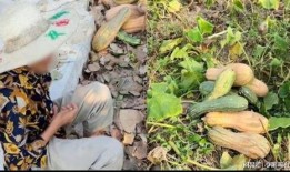 偷南瓜最新爆料新闻,揭秘幕后真相与嫌疑人动向