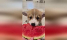 吃瓜小狗小说全文阅读免费,揭秘娱乐圈背后的秘密